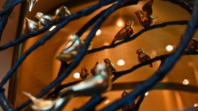 Where is IGNIV native?